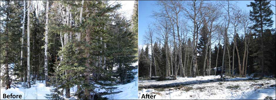 Aspen Regeneration - Before & After